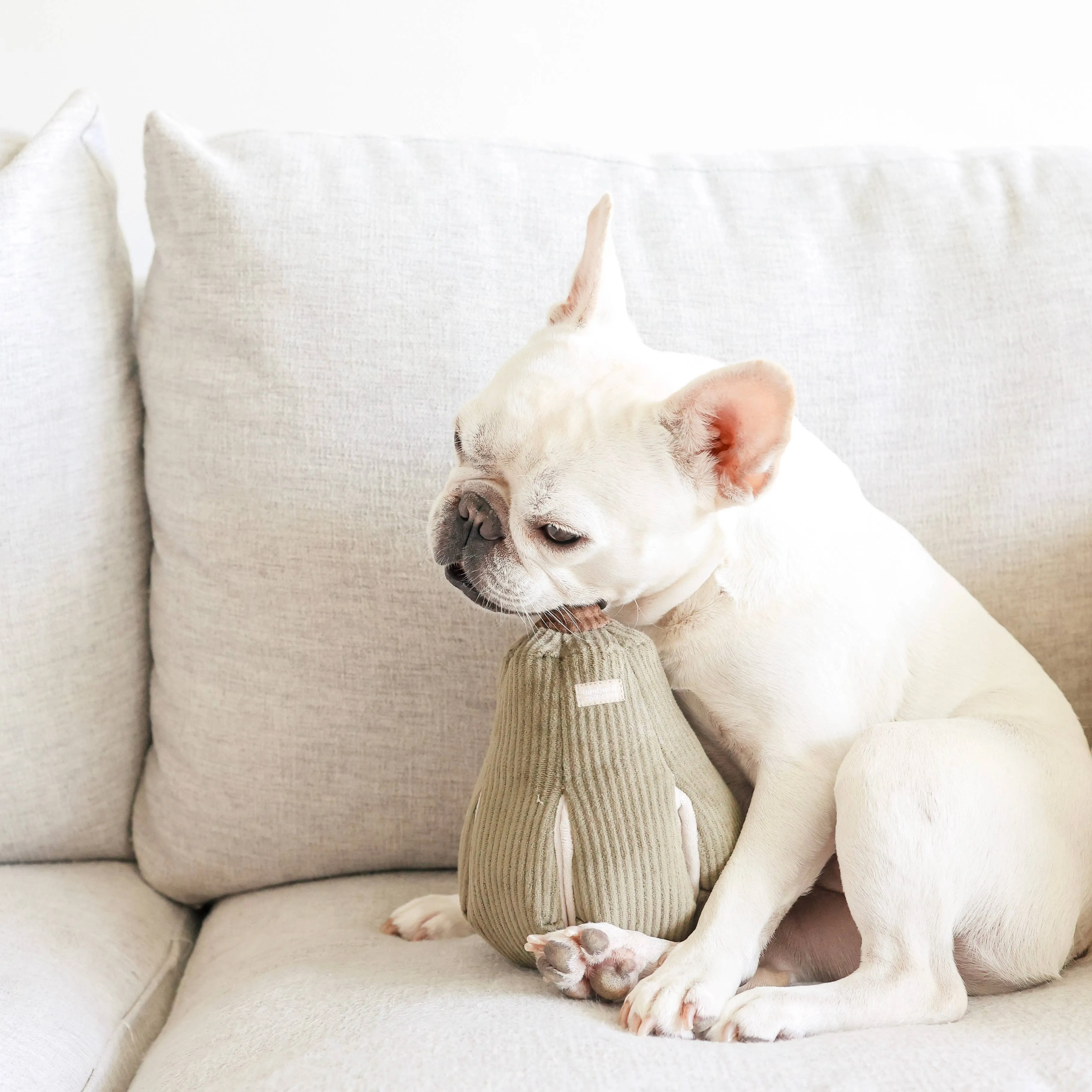 butternut enrichment toy