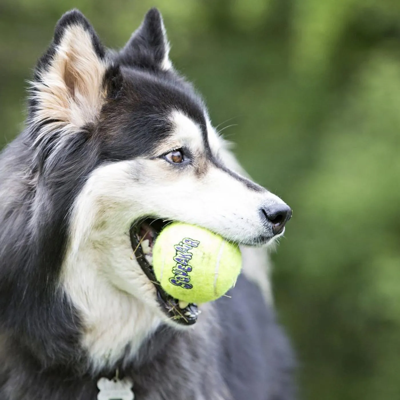 KONG SqueakAir Tennis Ball With Rope